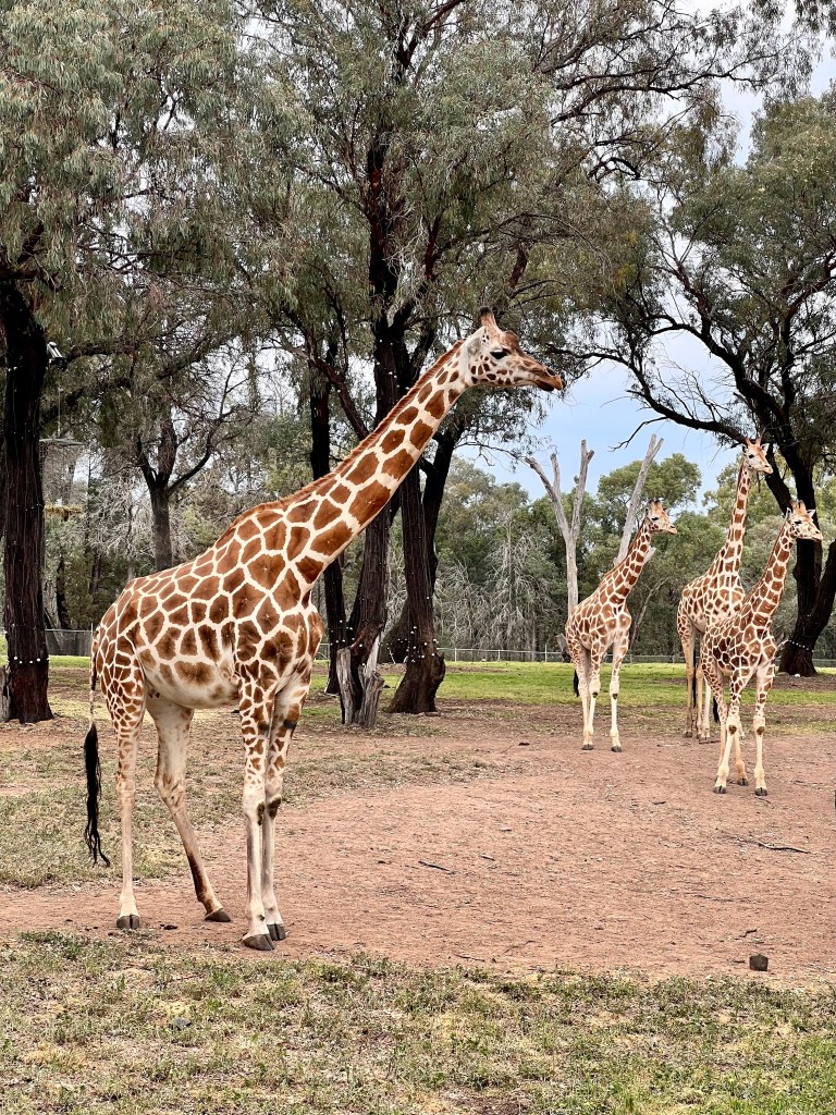 Giraffes