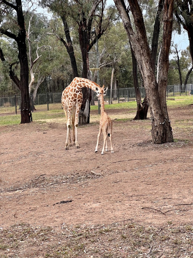 Mother and baby Giraffe