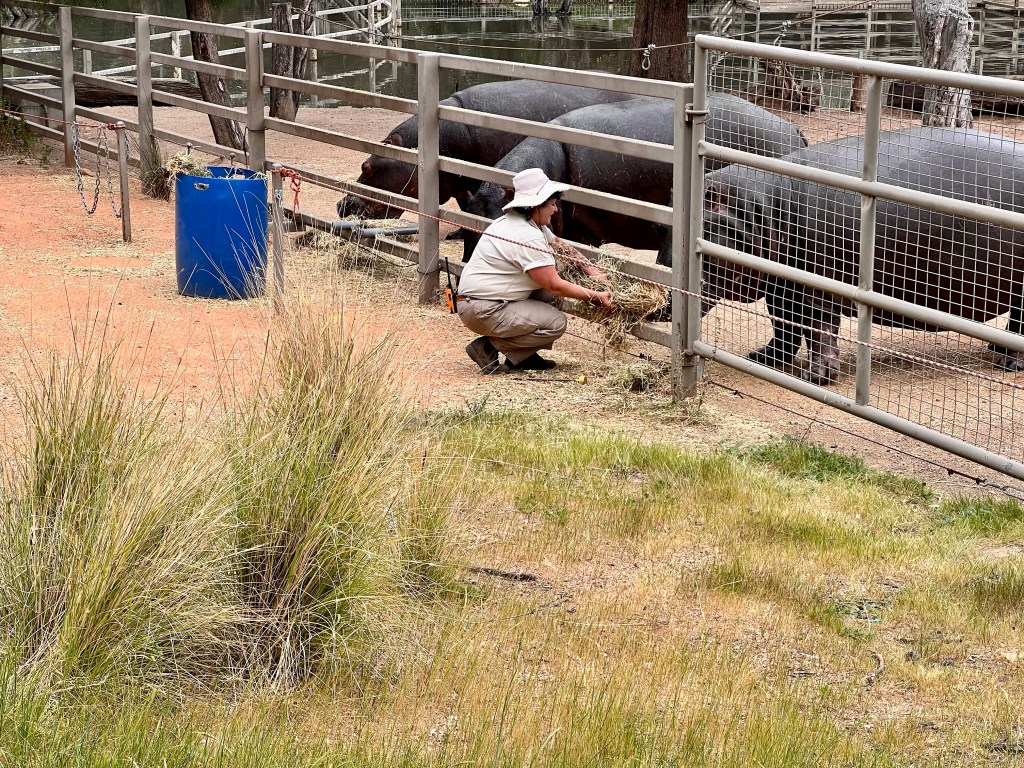 Zoo Keeper Feeding Hippos