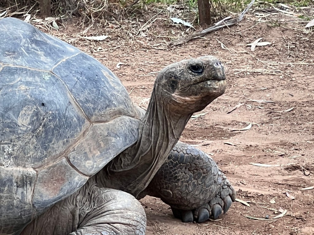 Galapagos Giant Tortoise