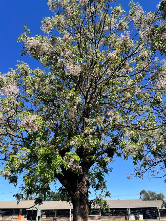 Chinaberry tree, part of the mahogany family
